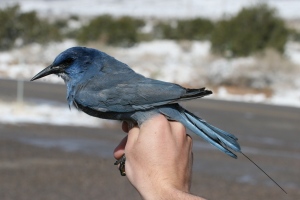 Photo by Cole Wolf/Courtesy Kristine Johnson A Pinyon Jay Ready for Release