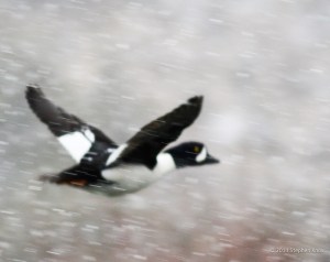 Photo by Stephen Knox Barrow's Goldeneye takes flight over Rio Grande