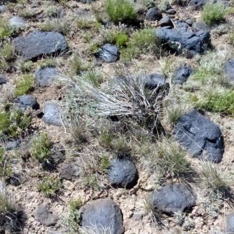 HOLA next among basalt