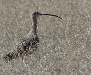 Long-billed Curlew photoshopped