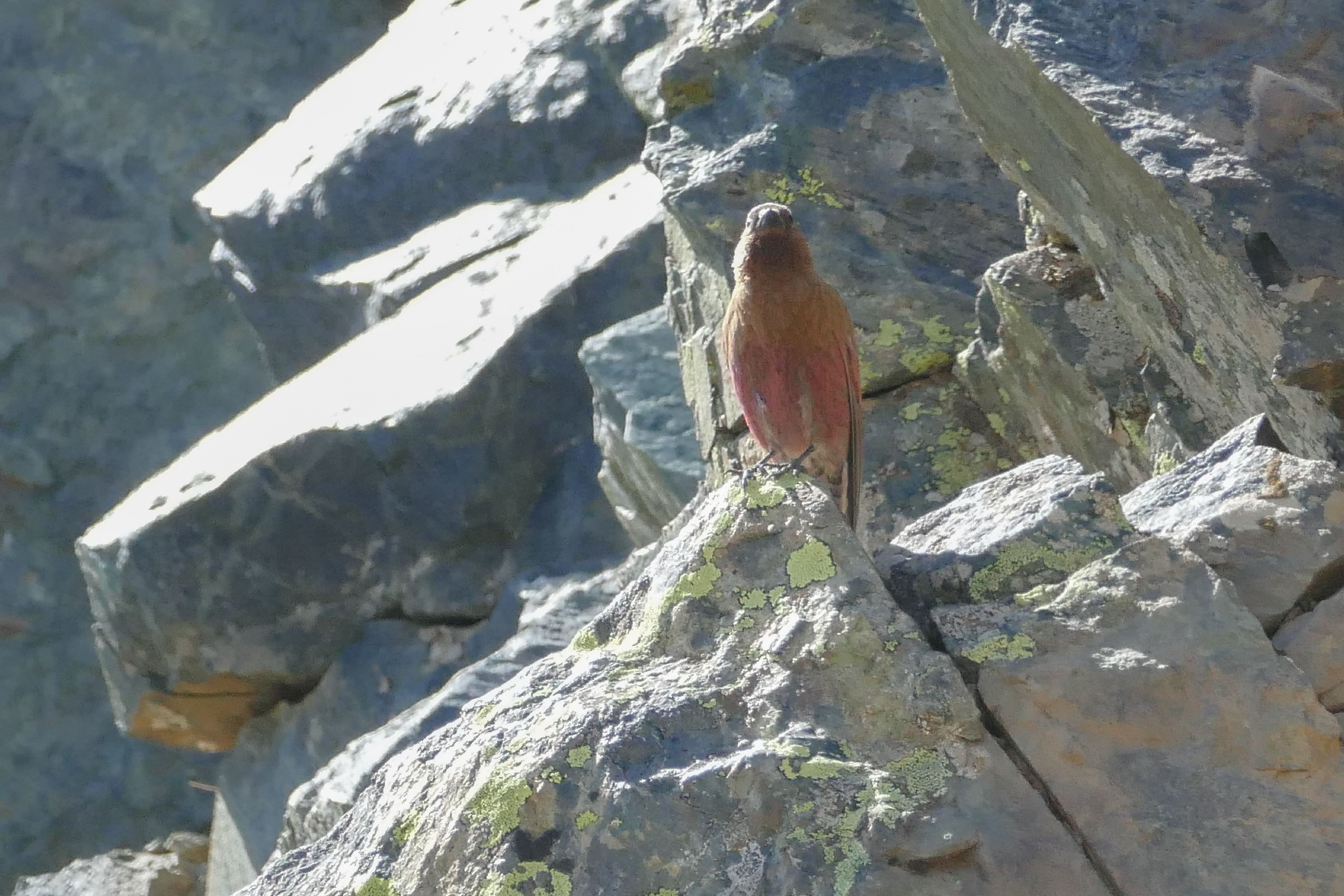 C. Brown-capped Rosy-Finch
